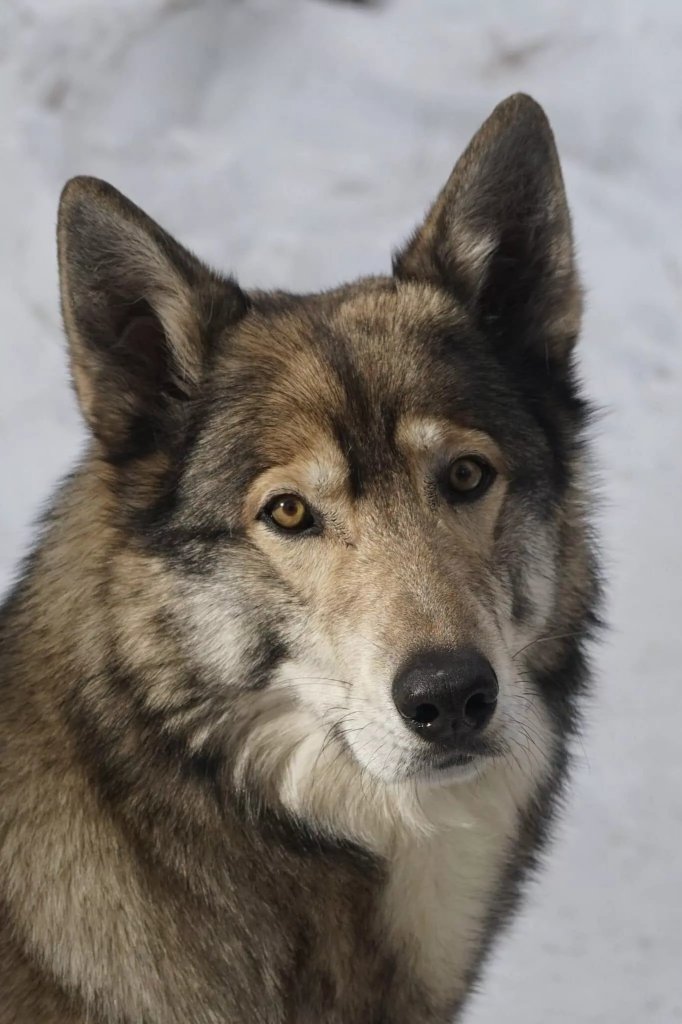 hierran wolfdog wags its tail