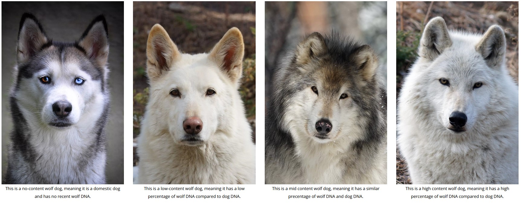 how do you tell the difference between a wolf and a dog