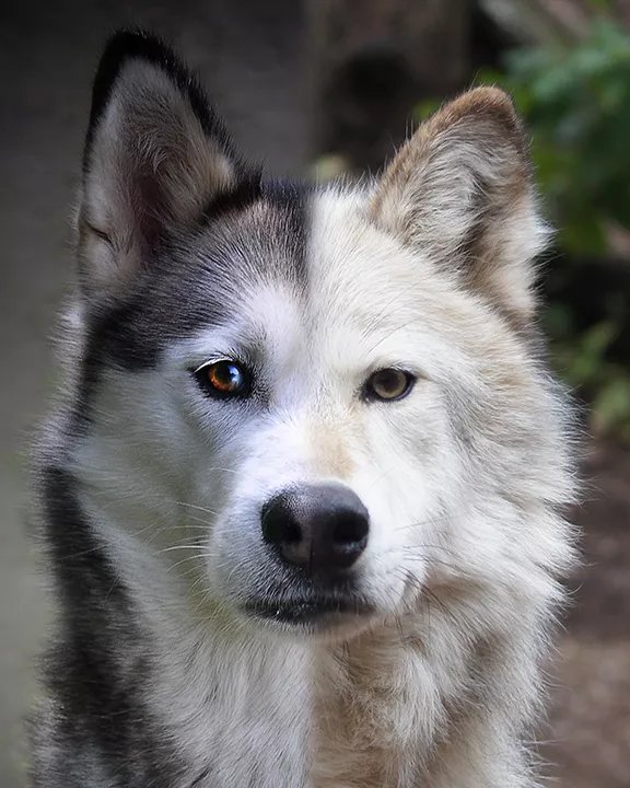 can you own a husky wolf mix in canada