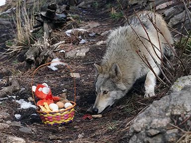 Wolf diet for outlet dogs