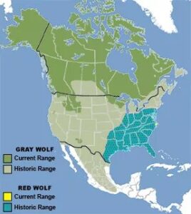 Wolves-Coyotes-Dogs | W.O.L.F Sanctuary