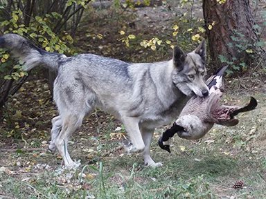 Owning a best sale wolf dog