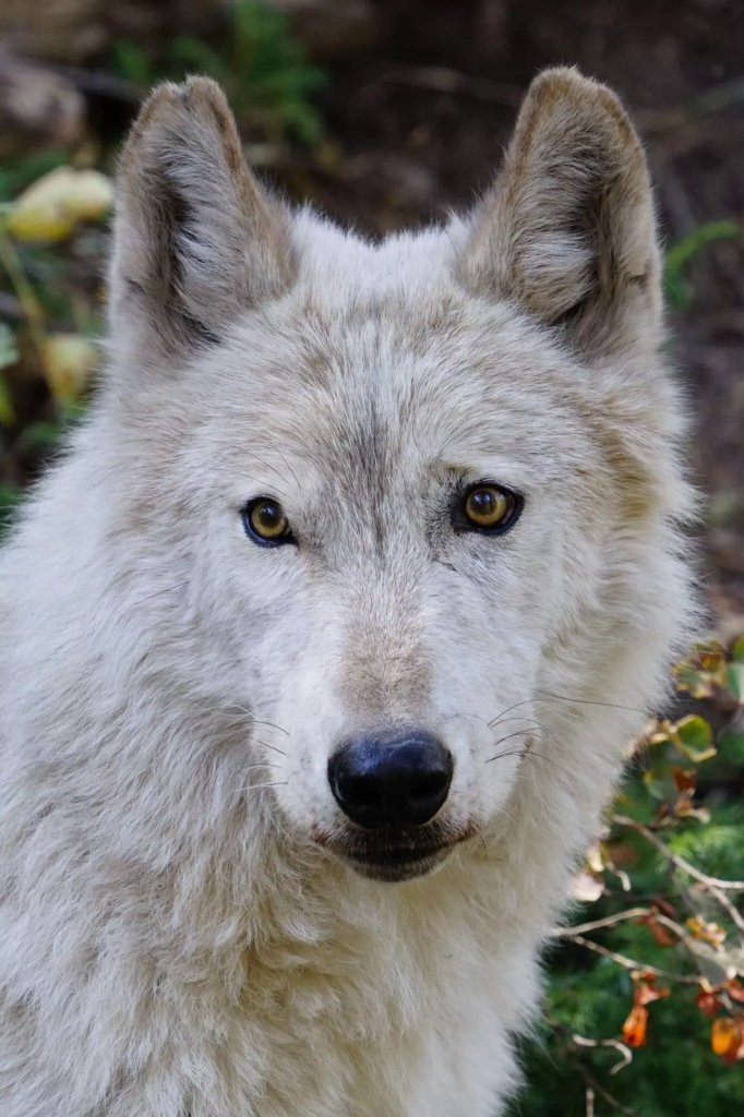 Wolves - Alaska Wildlife Conservation Center